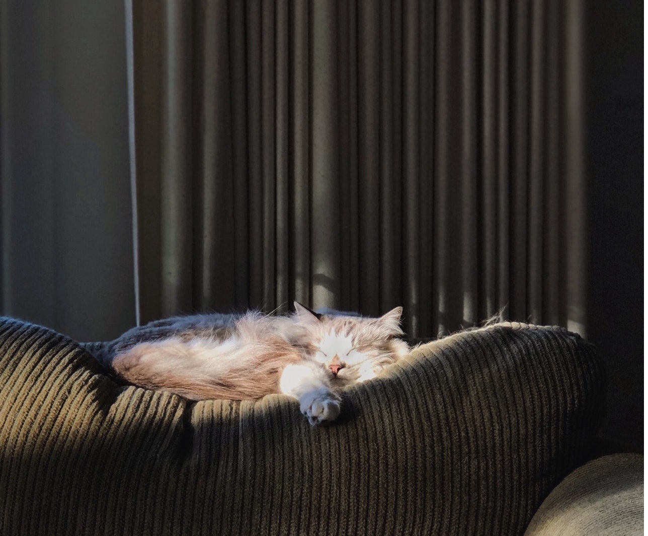 Die Sibirische Neva Masquerade ist eine große Katze mit blauen Augen, seidigem Fell und Colorpoint.