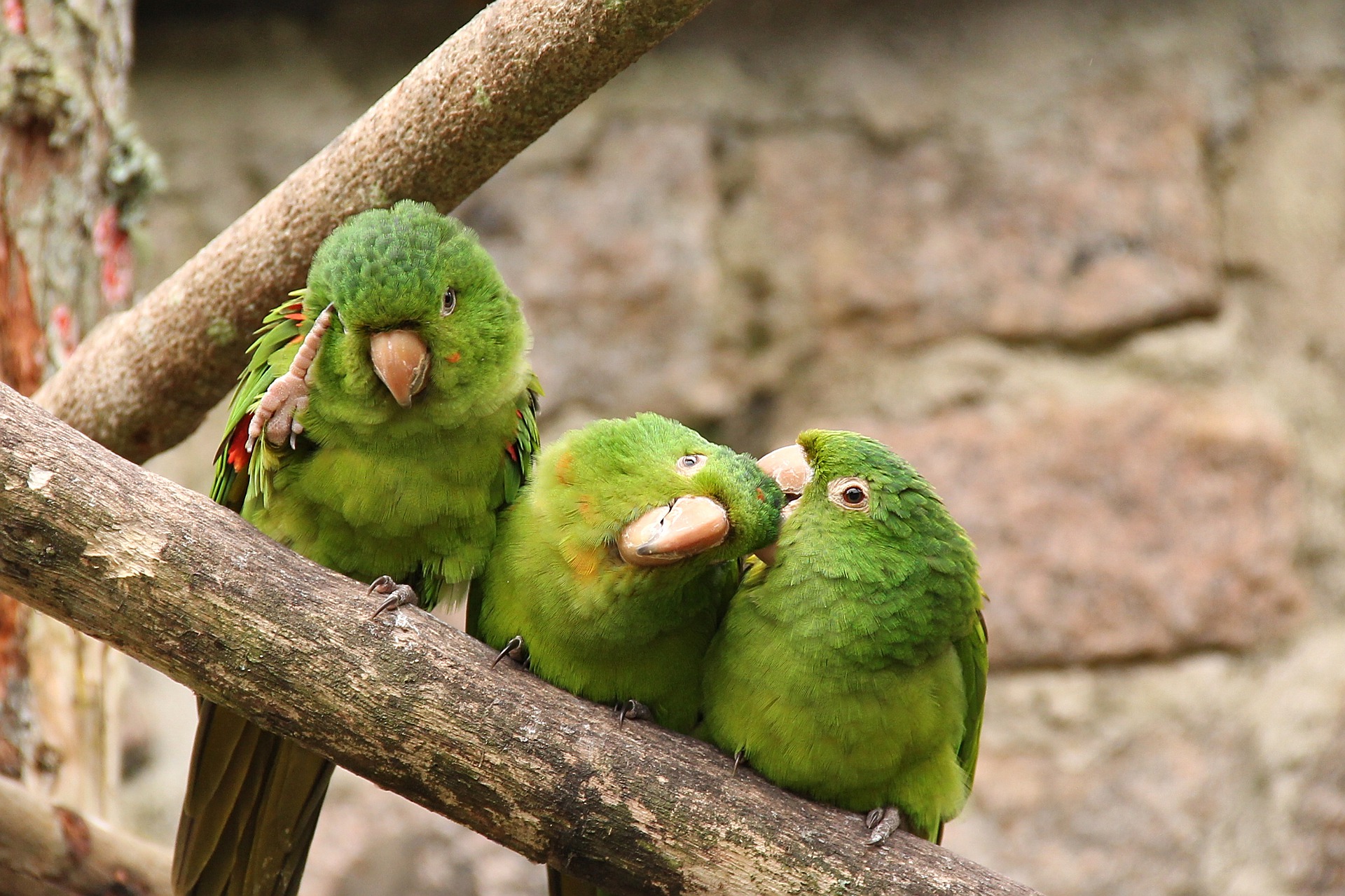 Der Wellensittich kostet wenig und hat wenig Ansprüche. Allerdings müssen Sie ihm einen sicheren Platz zum Fliegen bieten.