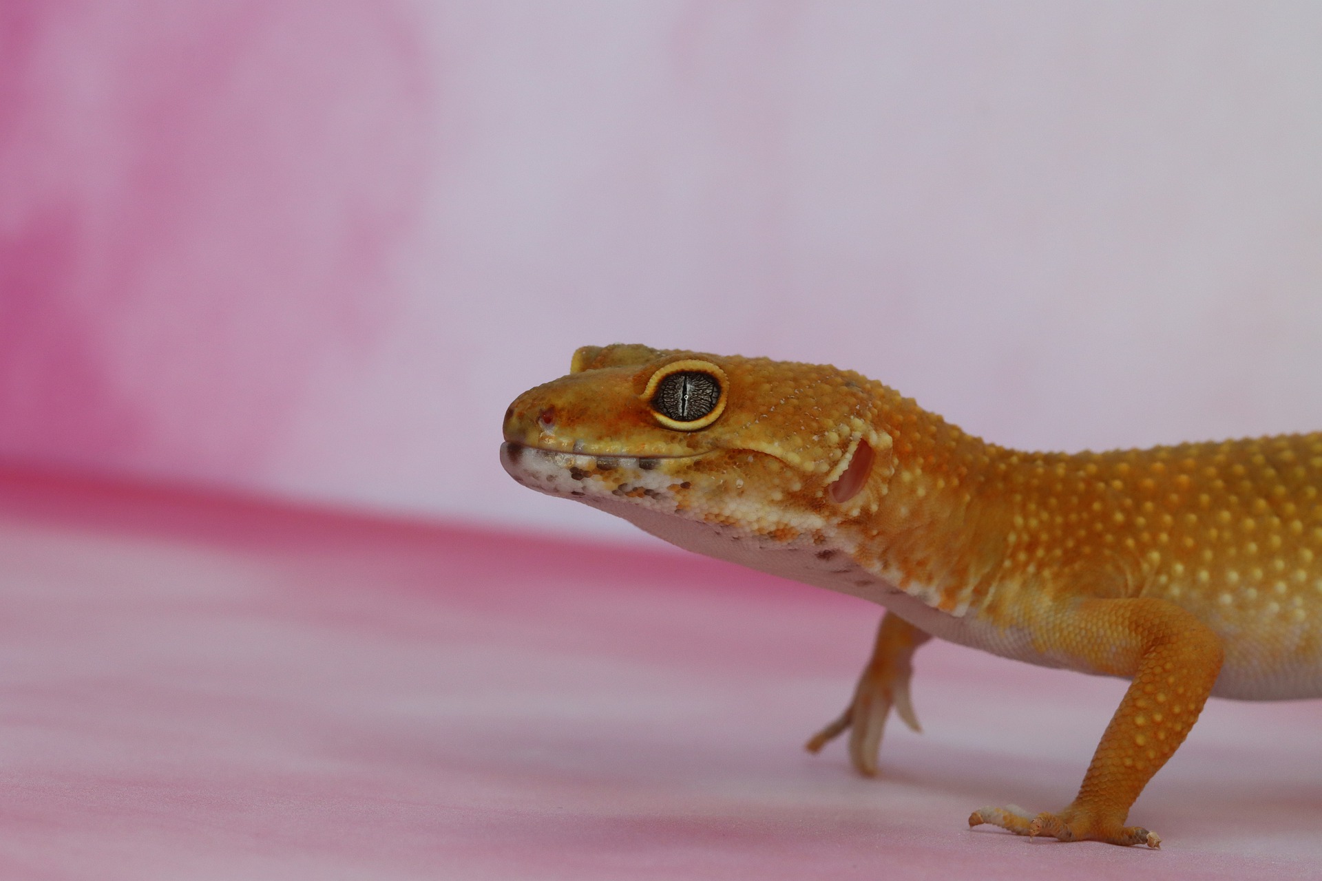 Leopardgecko, Sitzgecko, oder vielleicht ein weinender Gecko?