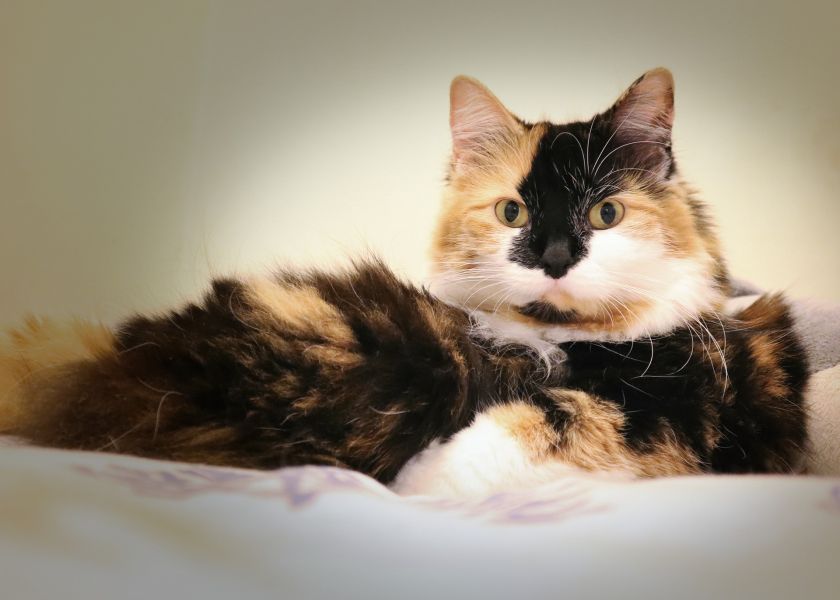 Woher stammt der rudimentäre Schwanz des japanischen Bobtails und womit wird er in Verbindung gebracht?