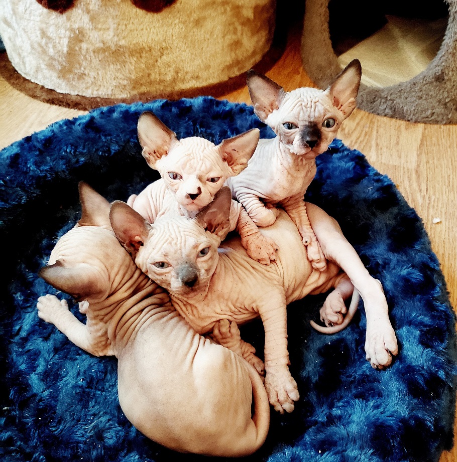Die Sphynx-Katze ist für ihr fehlendes Fell bekannt. Charakteristisch für sein Aussehen sind auch die zahlreichen Hautfalten und die großen Ohren.