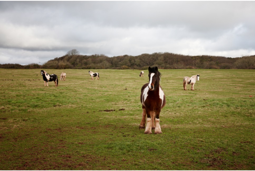 Shire-Pferde vereinen große Kraft und Schönheit.