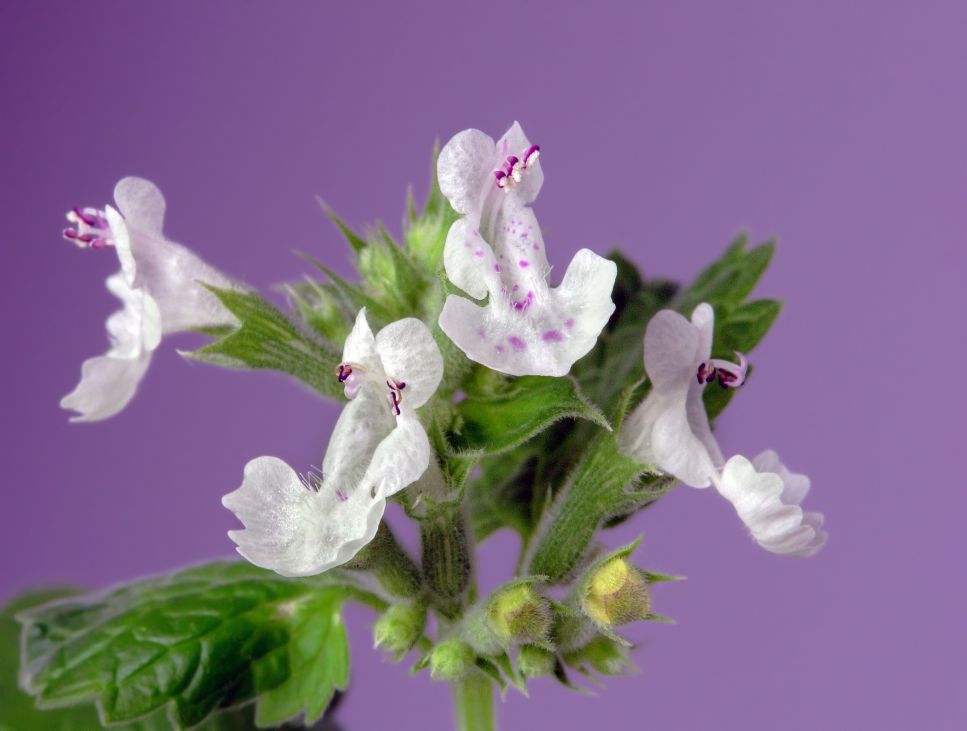 Katzenminze für Katzen hat eine medizinische Wirkung und je nach Person eine beruhigende oder anregende Wirkung.