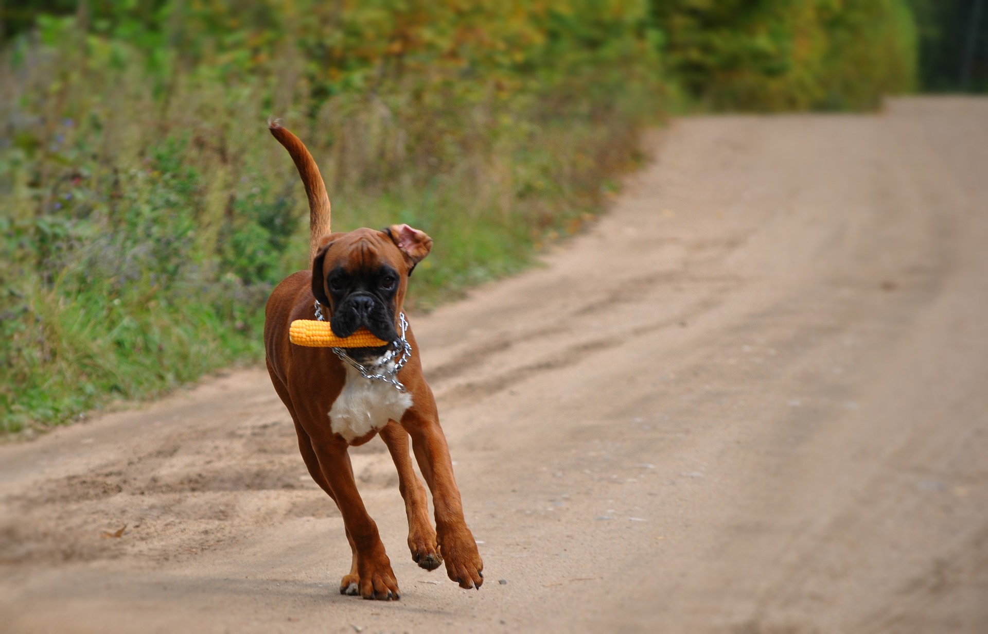 Der Boxer ist eine Hunderasse, die zu den Molossern gehört.