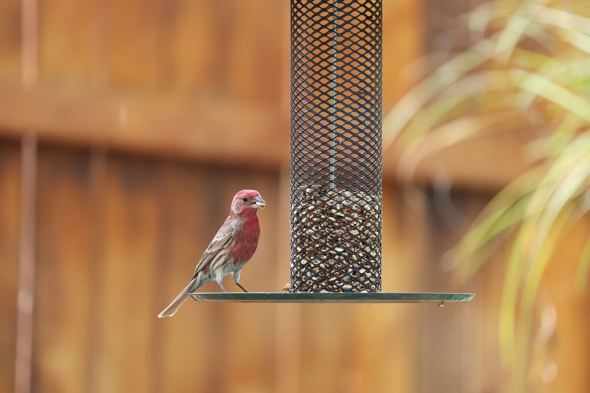 Vogelfutterspender aus der Flasche oder vielleicht ein Vogelfutterspender mit Beinen?