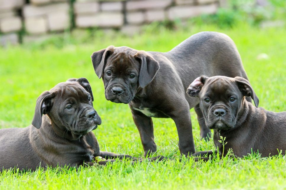 TOP 7 beliebte schwarze Hunderassen