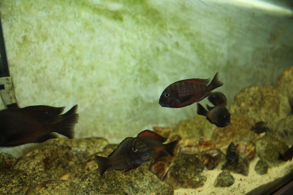 Woher kommen die Algen in einem Aquarium? Die Gründe für ihr Auftreten hängen eng mit der Art der Algen zusammen, die sie befallen.