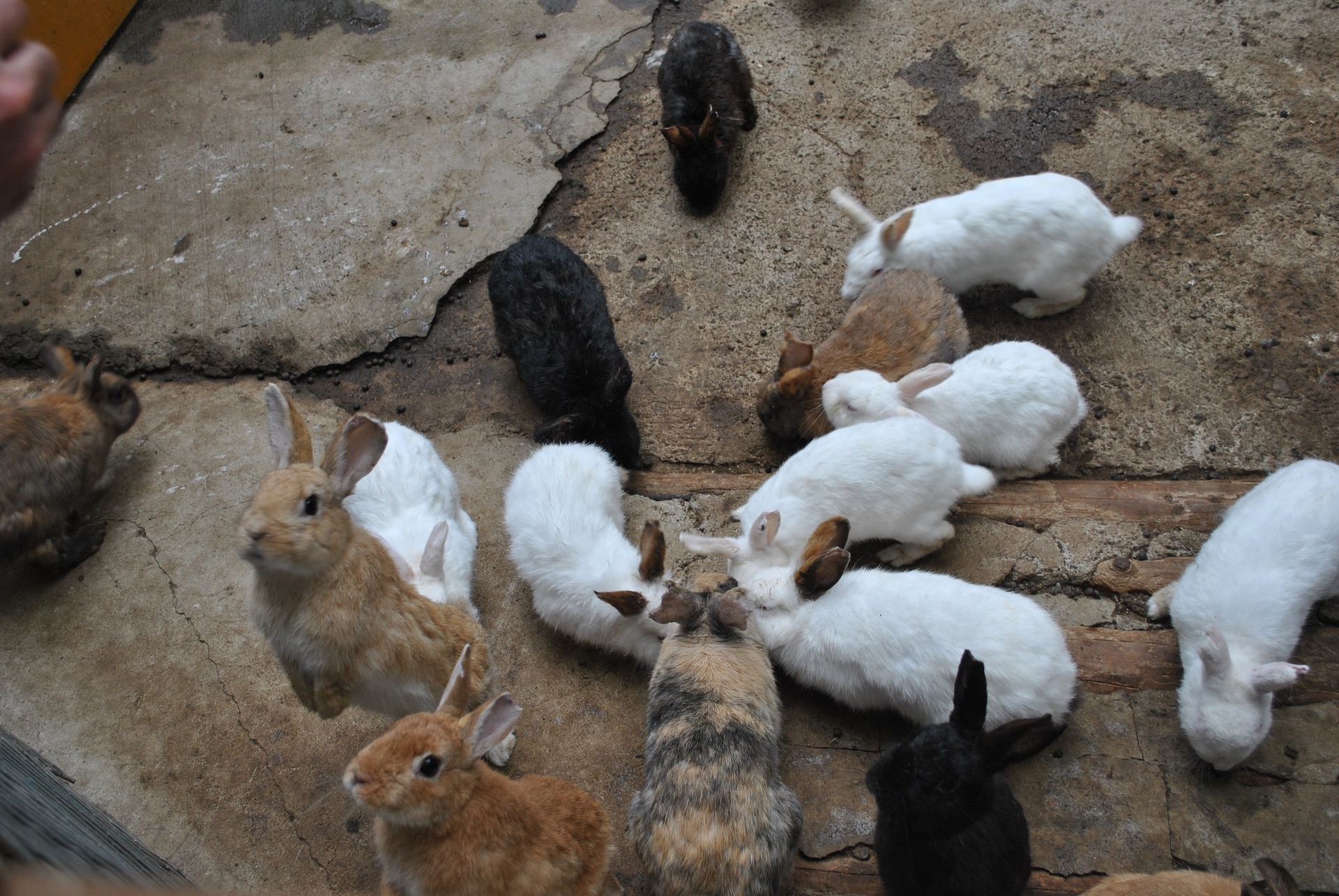 Wie lange leben Zwergkaninchen?