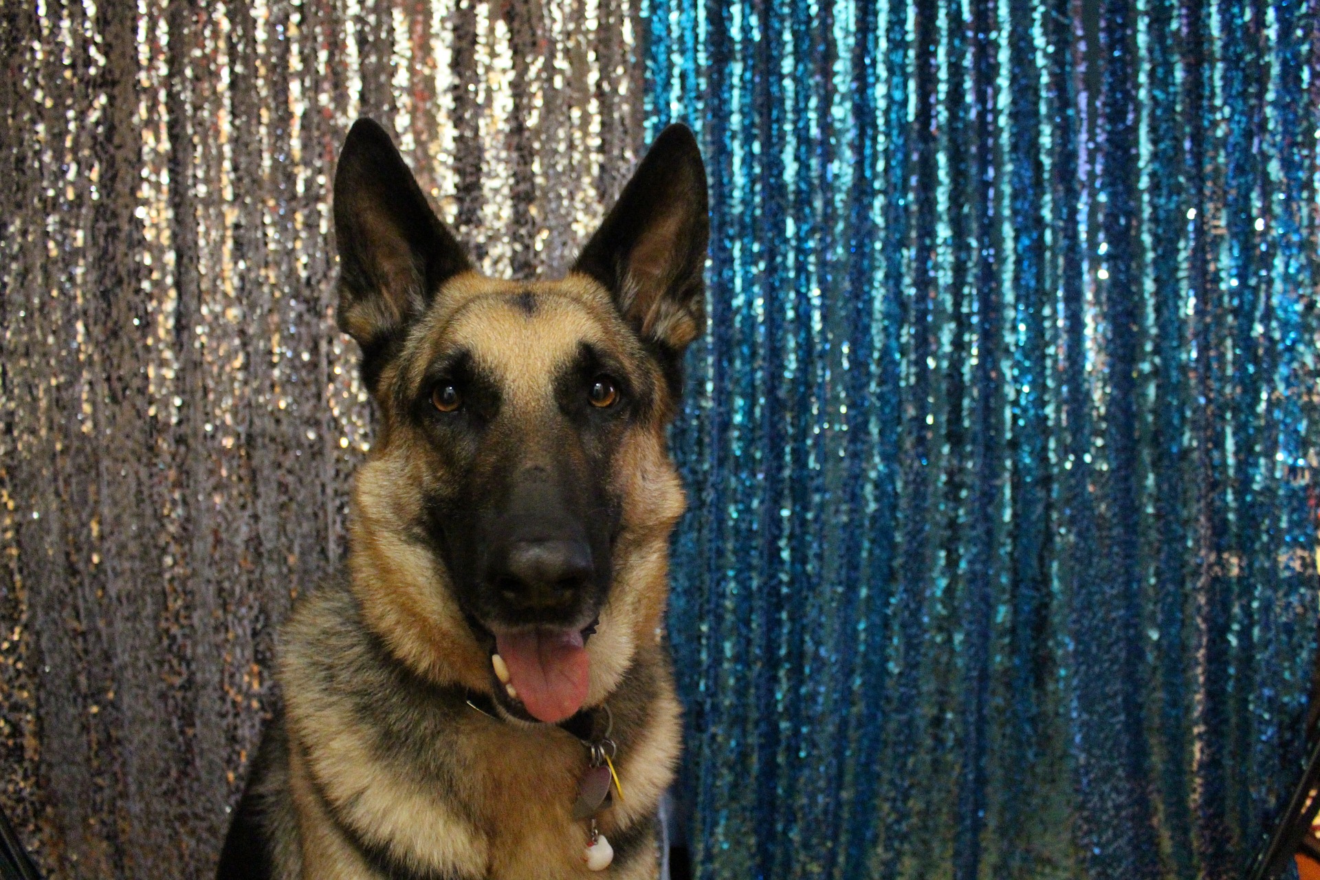 Ein Polizeihund hat in der Regel einen Führer.