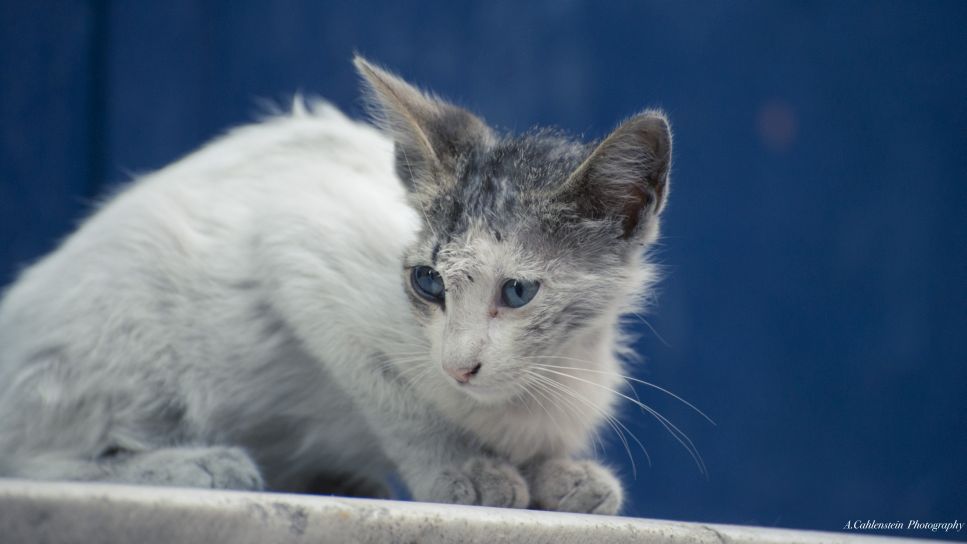 Ringelflechte bei Katzen ist eine lästige und schmerzhafte Hauterkrankung, die sofort behandelt werden muss