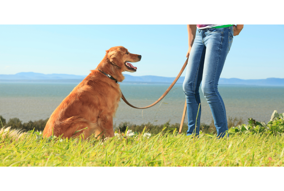 Wie bringt man seinem Hund bei, die Stimme abzugeben?