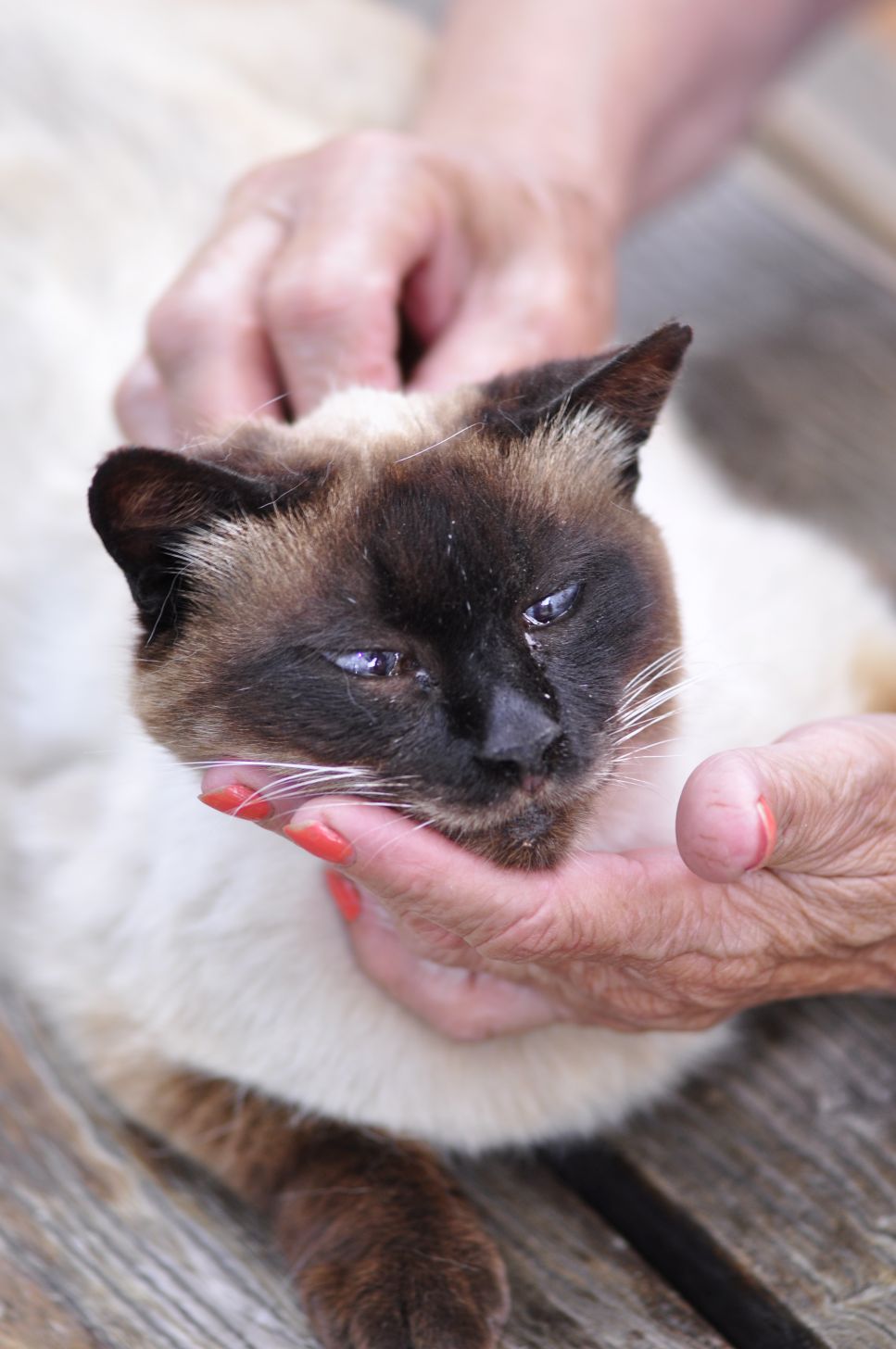 Wenn sie nicht rechtzeitig erkannt werden, können sich Schuppen bei einer Katze zu einer ernsten und schmerzhaften Hauterkrankung entwickeln.