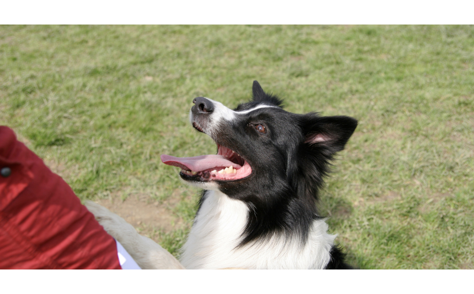 Wie kann man seinen Hund dazu bringen, das Kommando "Bitte" zu lernen?