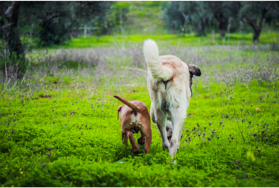 Hoe en hoe lang leefde 's werelds oudste hond?