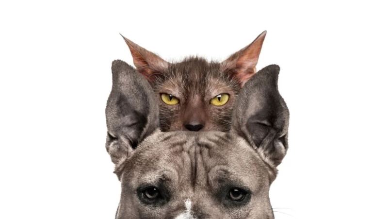 Lykoi zijn katten die op weerwolven lijken.