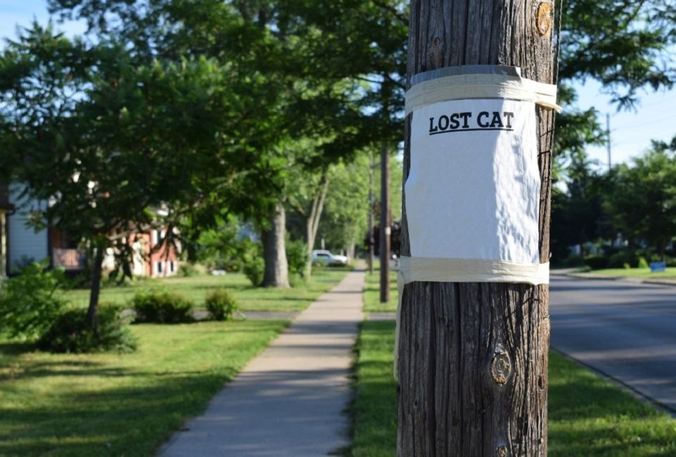 Wat te doen als uw kat vermist is?