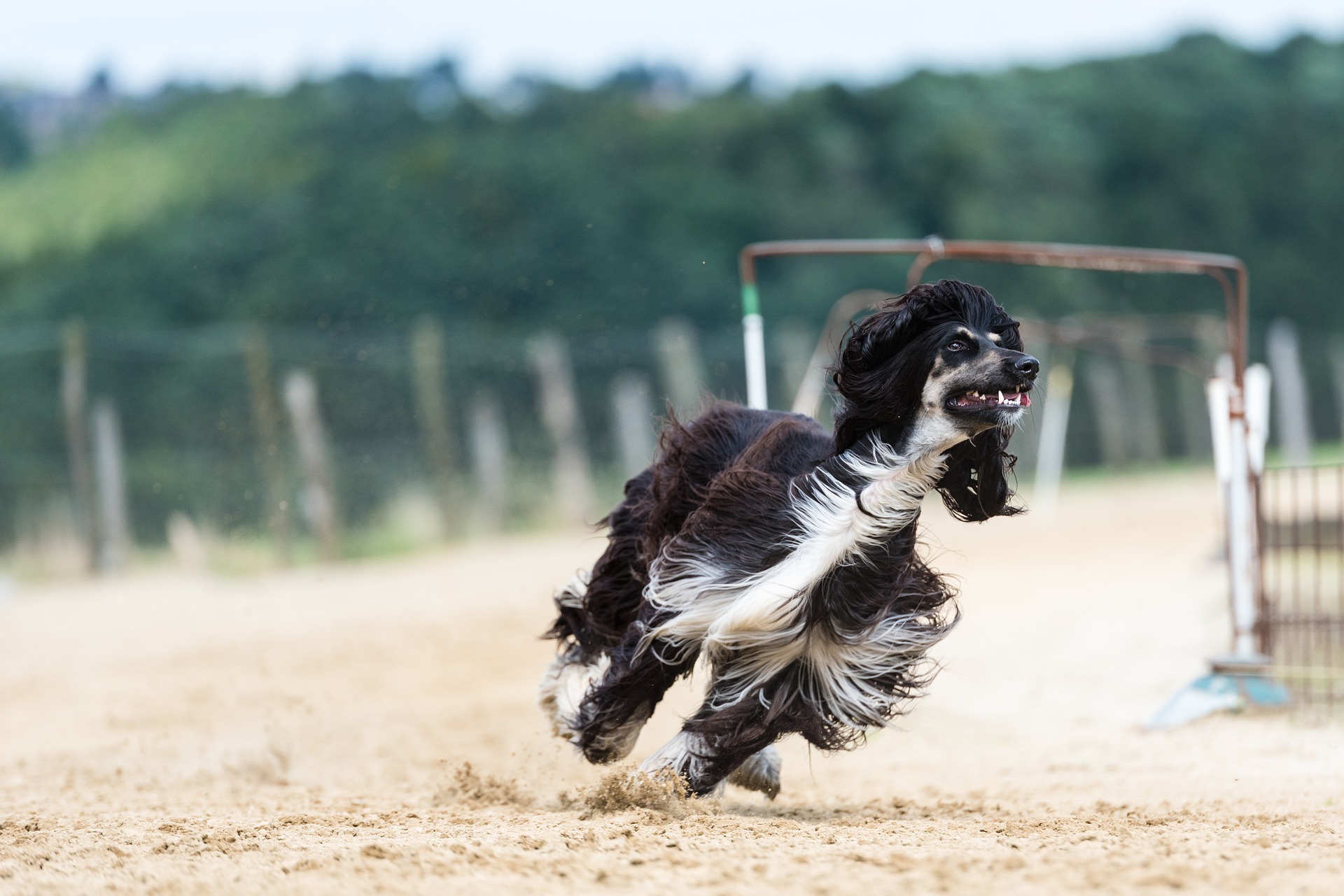 De Afghaanse windhond is een flinke hond met een origineel uiterlijk. Hij is onafhankelijk en niet erg uitgaand. Hij houdt van fysieke activiteit.
