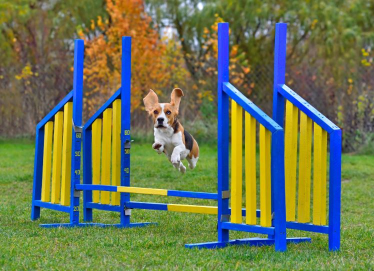 Hoe begin je met trainen en wat moet je weten over behendigheid voor honden?