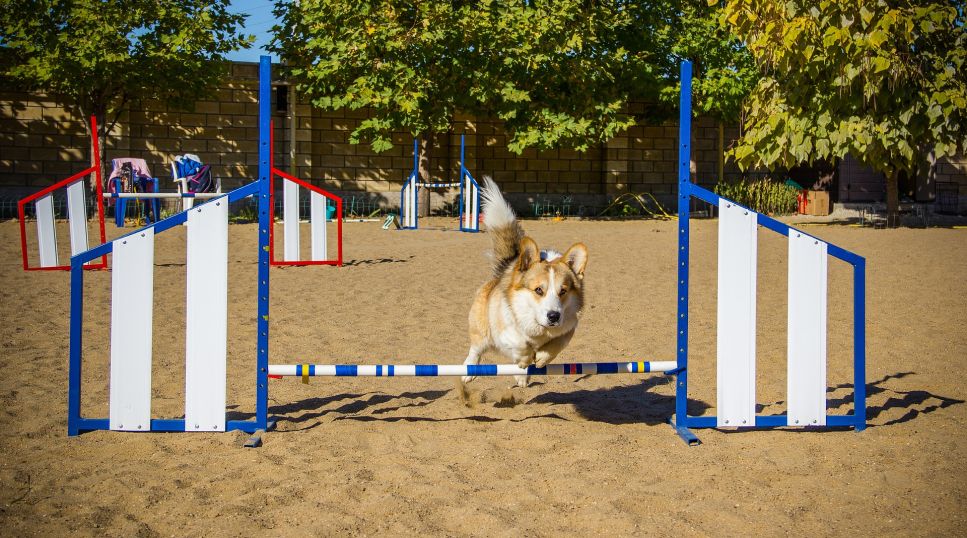 Wat is agility? Zijn kleine dieren en agility een goede combinatie?