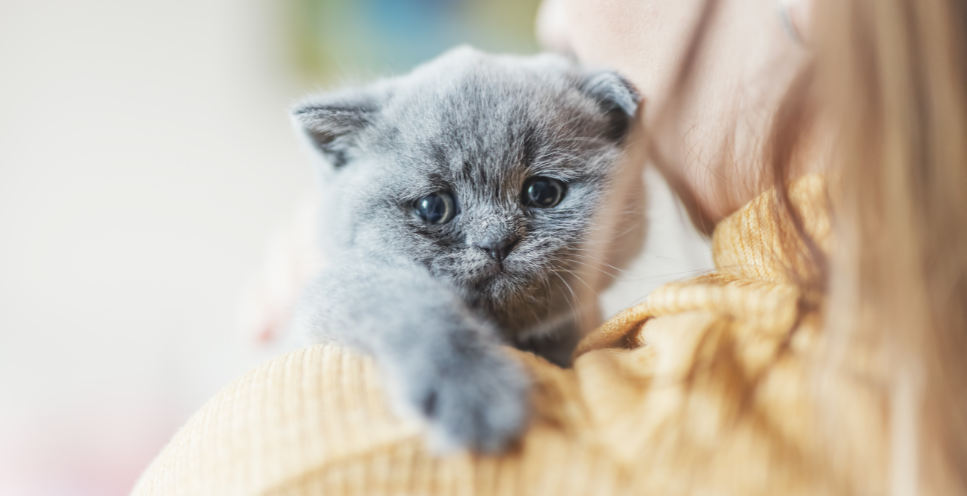 Hoe manifesteert de weesziekte zich bij katten?