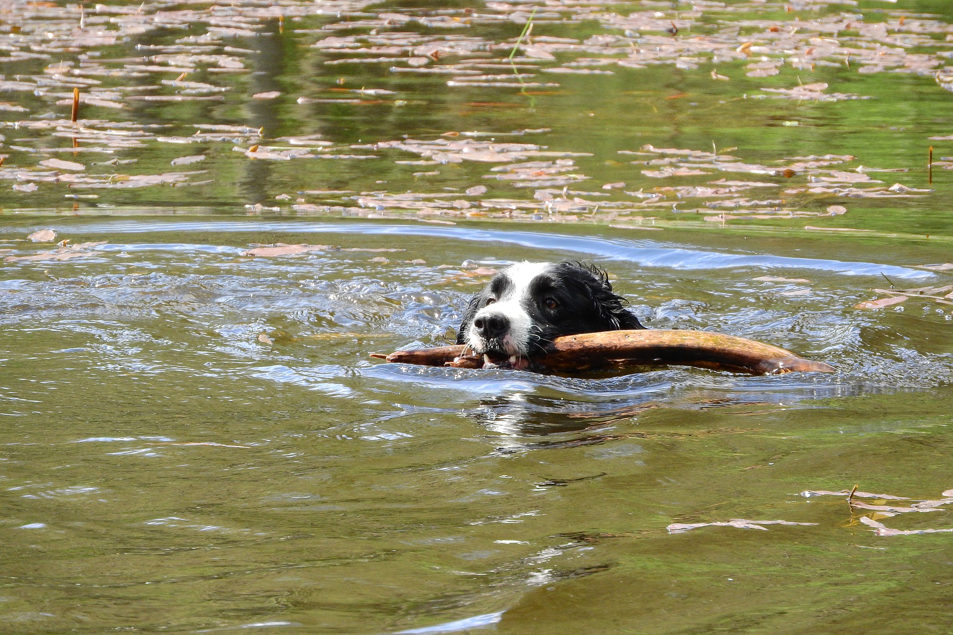 Apporteren is een geweldige manier om tijd met je hond door te brengen. Het verbetert de conditie en traint de geest van je hond.