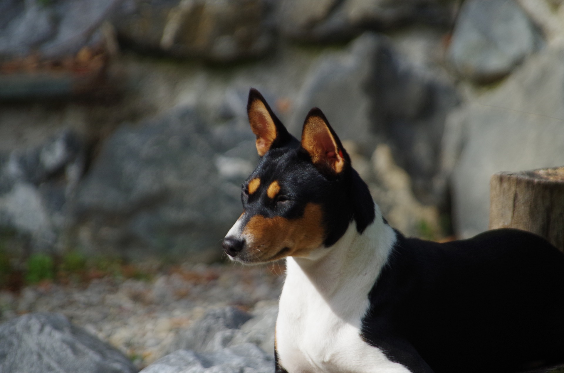 De Basenji is een hond die oorspronkelijk uit Afrika komt. Hij heeft een sterk ontwikkeld jachtinstinct. Hij is erg gevoelig en speelt graag.