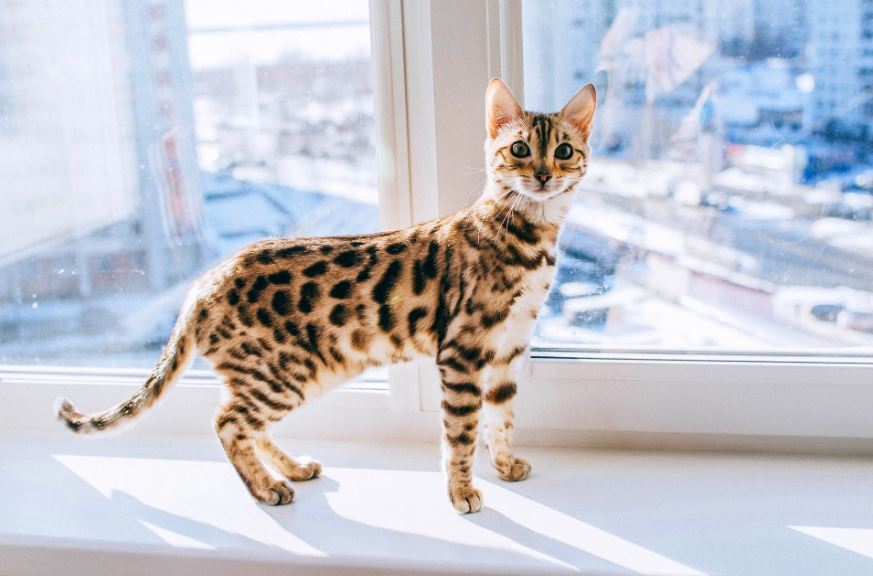 De Bengaalse kat is een combinatie van elegantie en gratie. Opvallend zijn zijn unieke uiterlijk en zijn enorme energie.