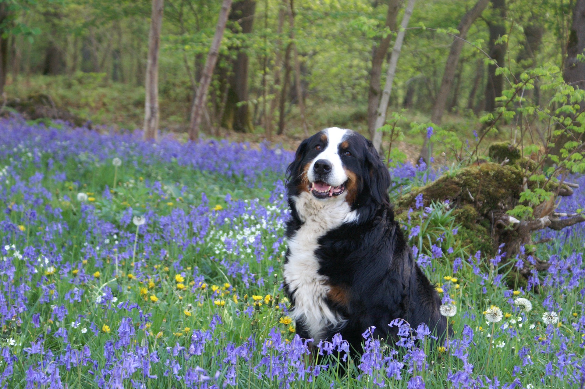 De Berner Sennenhond combineert grote kracht, kalmte, zachtheid en een voorliefde voor aaien.