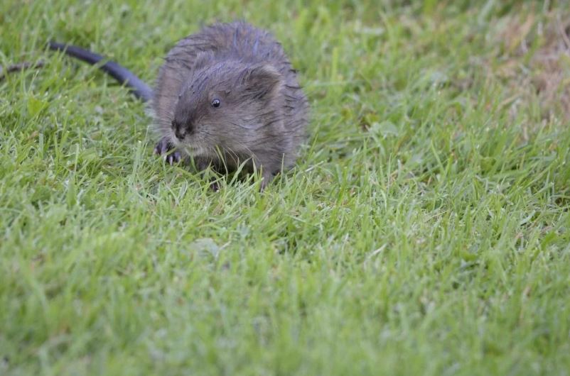 Ontdek wat het verschil is tussen een bever en een beverrat!