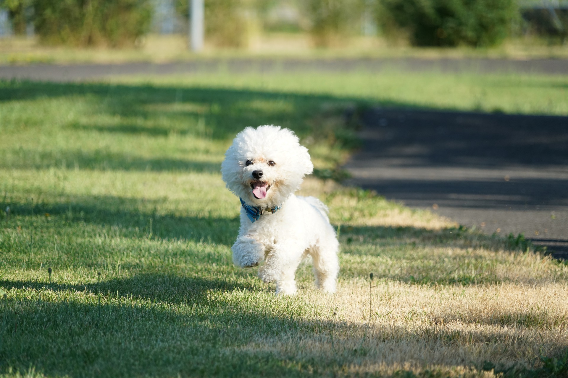 Bichon frise zijn prachtige, sneeuwwitte hondjes. Ze zijn aanhankelijk, levendig en gezellig. Ze zijn ideaal voor gezinnen met kinderen.