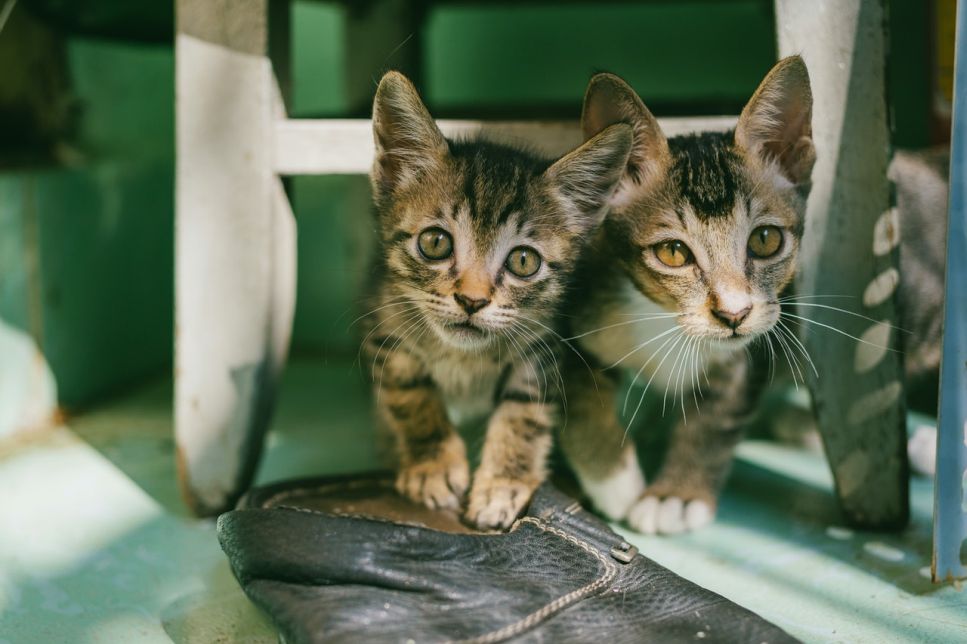 De oorzaak van bloed in de ontlasting van een poes kan een parasitaire ziekte, diarree, constipatie, maar ook cysten, knobbeltjes of poliepen zijn.
