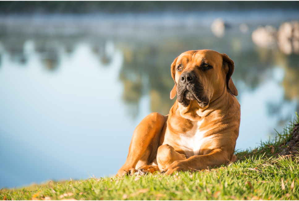 De Boerboel is een populair ras in Engeland, Rusland en Scandinavische landen, maar vooral in zijn geboorteland Zuid-Afrika.