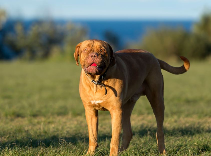Hoe ziet de Dogue de Bordeaux eruit?
