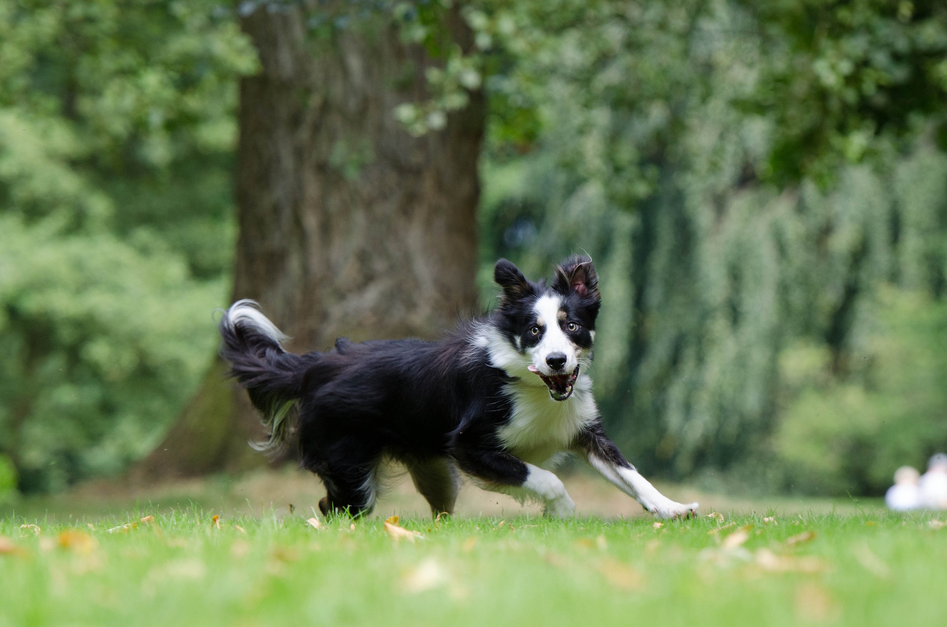 De Border Collie is een middelgrote hond die gehoorzaam, slim en meegaand is. Hij houdt van een actieve levensstijl.