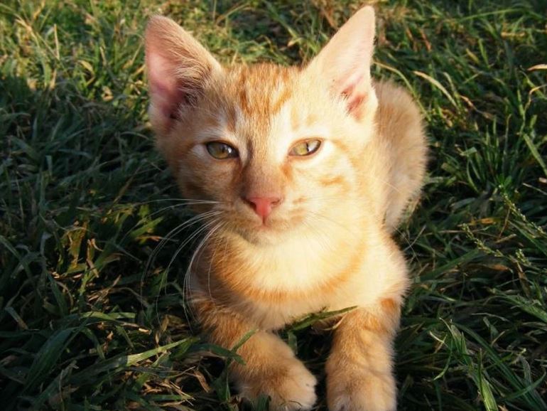 Een gezellige, vriendelijke Ceylon-kat afkomstig uit Azië.