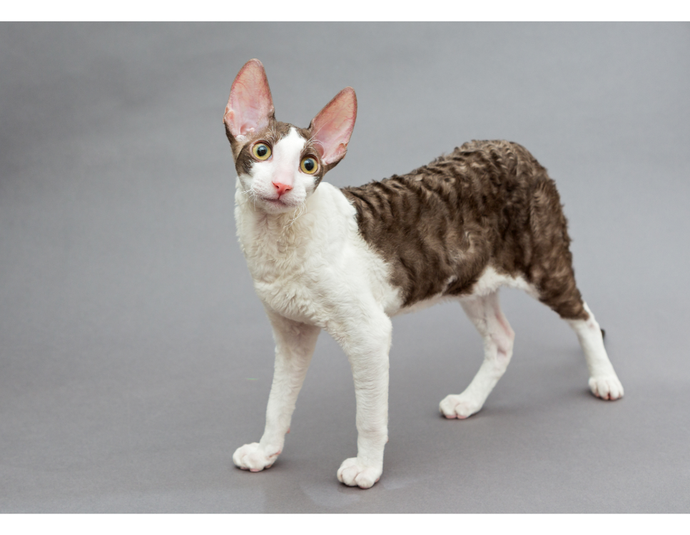 Hoeveel kost een Cornish rex en wat maakt hem anders?