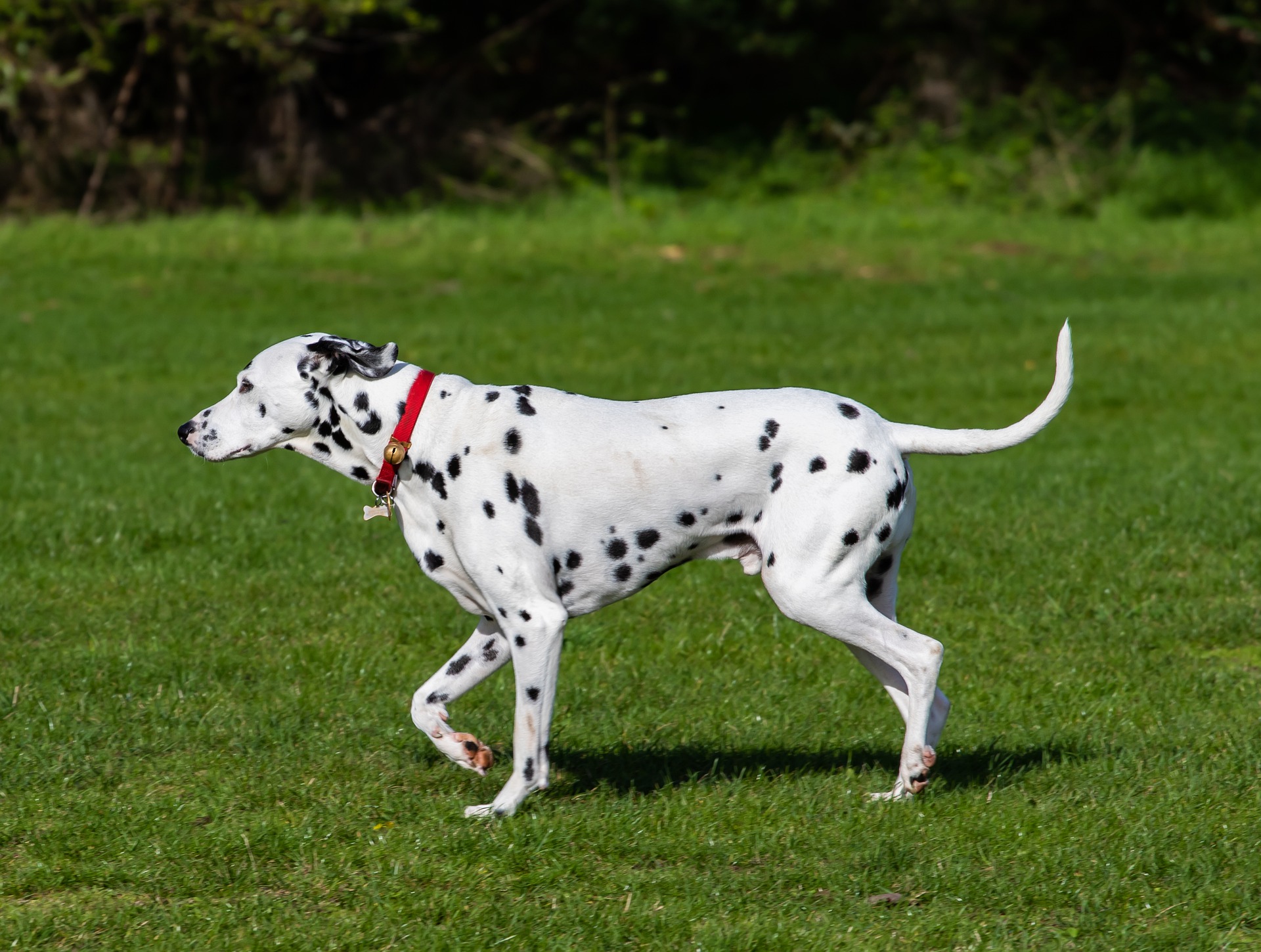 De Dalmatiër staat bekend om zijn zeer interessante kleuring. Het is een energieke, gezellige, moedige, aanhankelijke en alerte hond.
