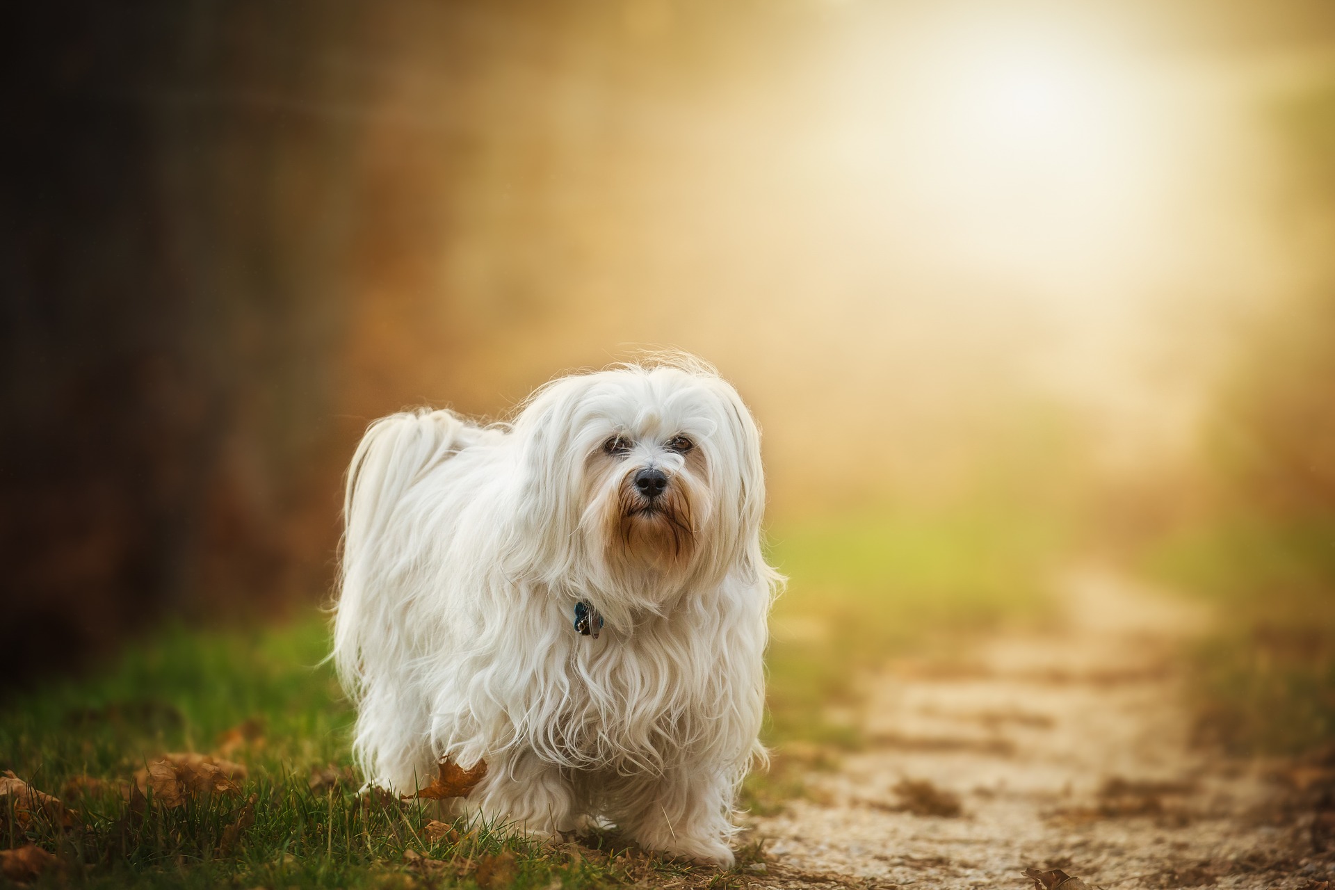 De Havanezer is een hond voor gezelschap. Hij is zeer aanhankelijk, vriendelijk, speels en energiek. Hij houdt erg van spelen.