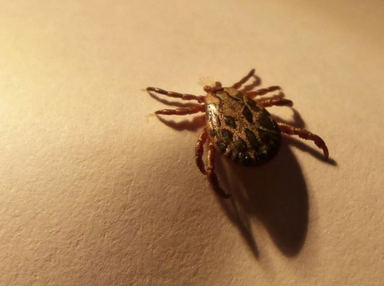 Strzyżaki zijn insecten die ook wel vliegende teken worden genoemd. Zijn ze net zo gevaarlijk voor uw huisdieren en uzelf?