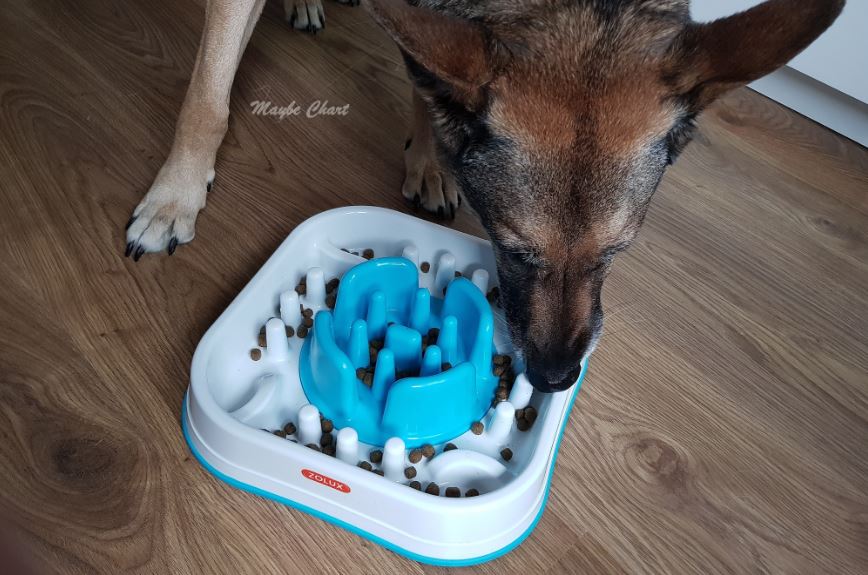 Eet uw hond te snel? Ontdek gadgets die een gulzige hond afremmen