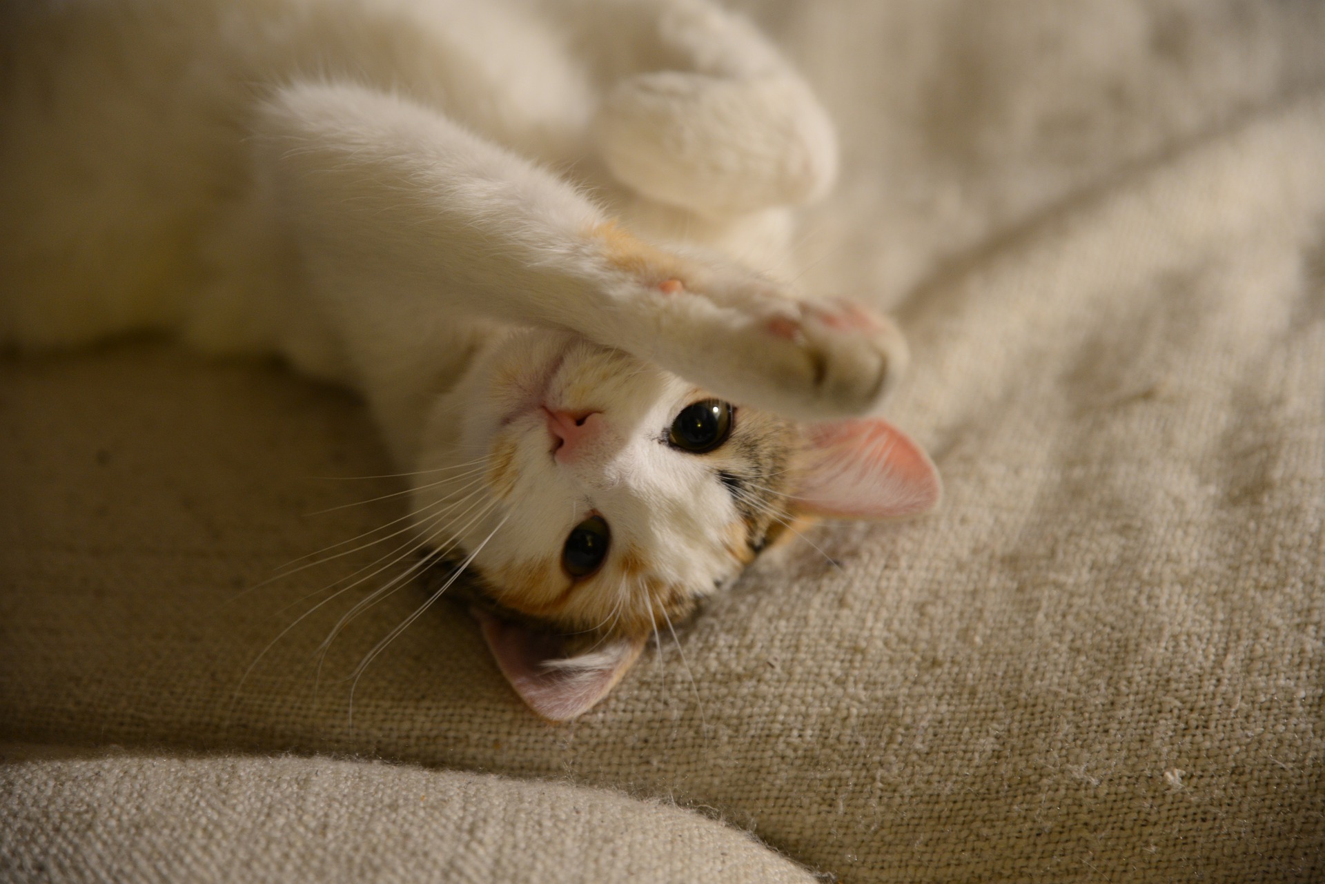Als een kat mank loopt, moet de oorzaak van dit probleem worden vastgesteld. Het kan namelijk een banale verwonding zijn, maar ook kanker.