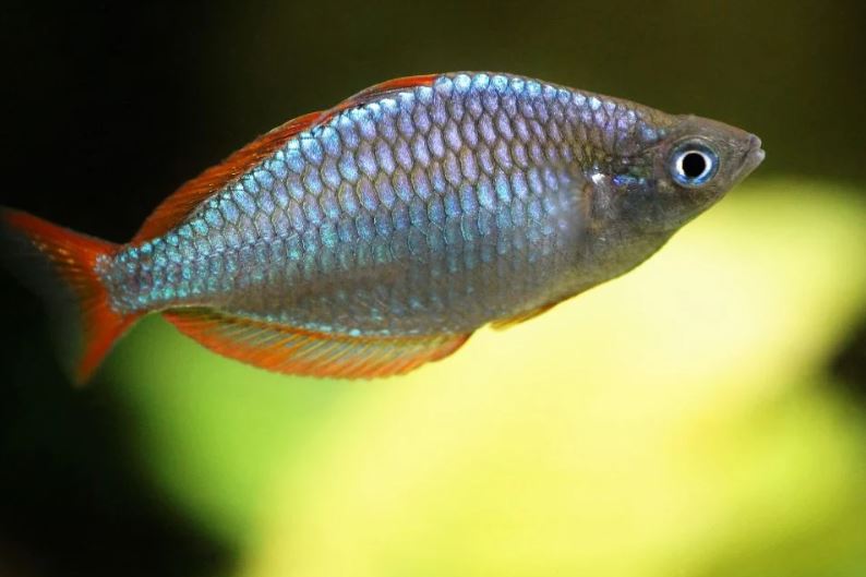 Neon tetra, met welke vissen kan deze vissoort samenleven?