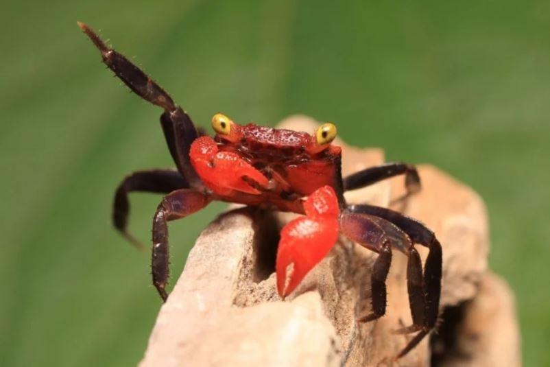 Encyclopedie van kennis over de vampierkrab.