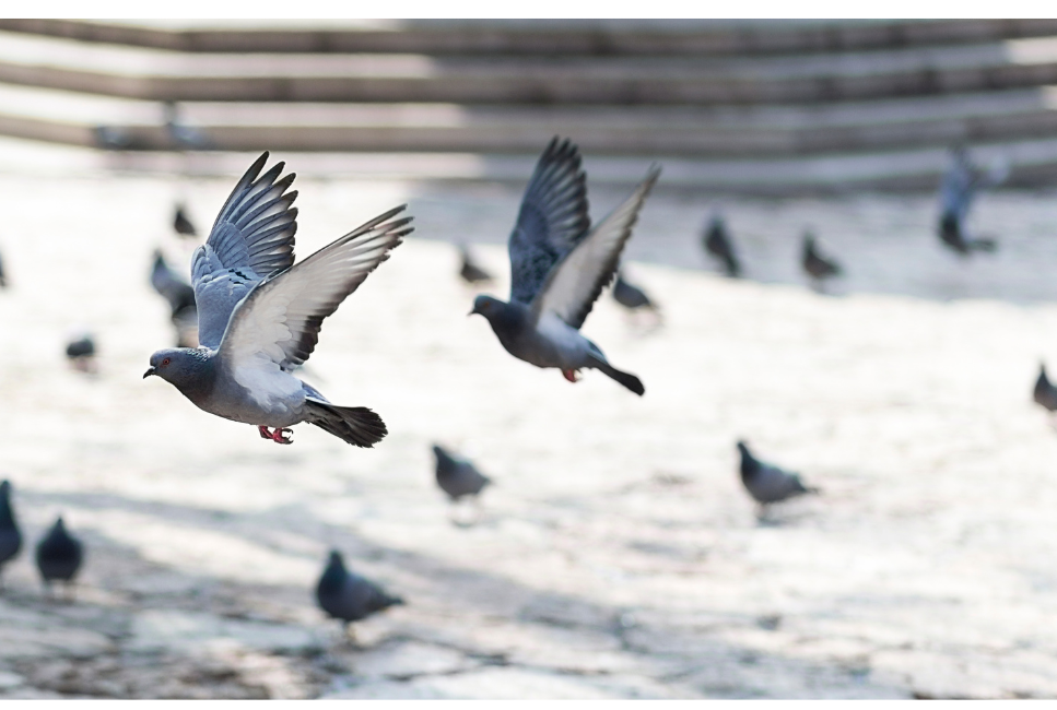 Welke voor- en nadelen hebben duiven?