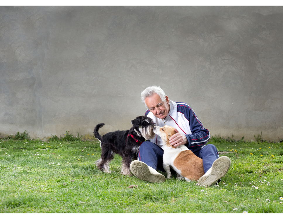 Hondenrassen ideaal voor gepensioneerden.
