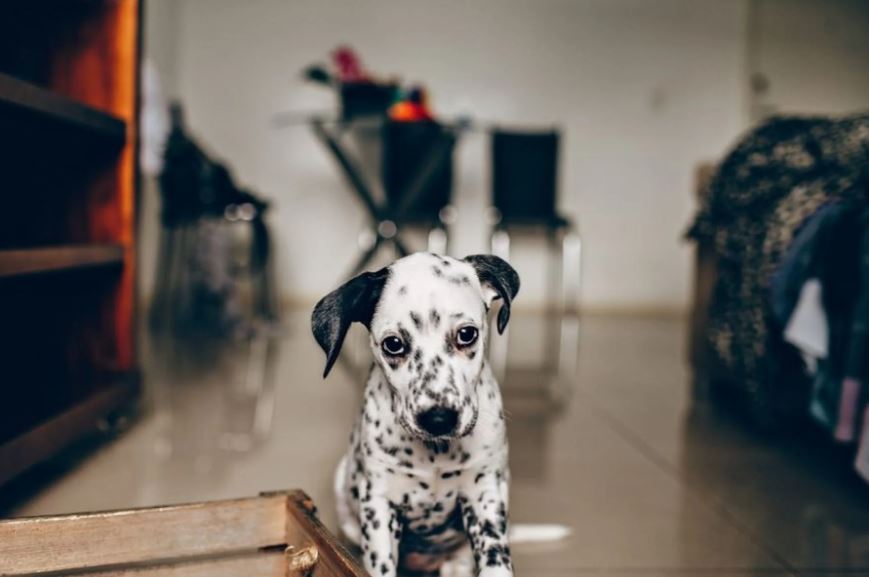 Neerslachtigheid bij honden is een toestand die door veel factoren kan worden veroorzaakt, waaronder depressie, ernstige verwondingen en ziekte.