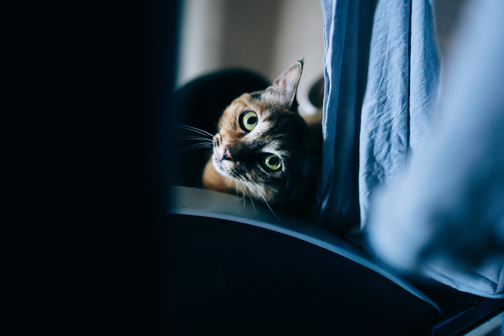 Kattenbezitters laten hun huisdieren filmpjes zien van eekhoorns en vogels.