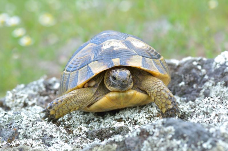 Welk terrarium kies je voor de Griekse landschildpad en hoe voer je dit reptiel?