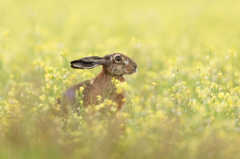 Konijn versus haas - we herschikken de nevenschikking!