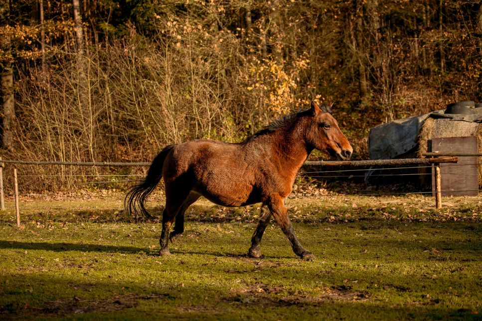 De Huzulpaard is een van de oudste paardenrassen en is zeer bijzonder.